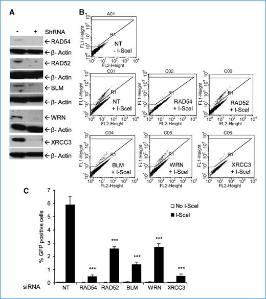 Figure 2. Depletion of HR proteins impair HR in the DR-GFP recombination reporter. A, Western blot analysis of RAD54, RAD52, BLM, WRN, or XRCC3 depletion in U2OS cells when transiently transfected with the respective shRNAs for 48 hours. β-Actin is used as a loading control. B, DR-GFP HR assay, investigating the restoration of a functional GFP gene from two defective GFP genes through HR was used to determine HR proficiency in shRNA-depleted U2OS cells. Transient transfection of the pCMV3xnlsI-SceI vector (+I-SceI) introduces a site-specific DSB in one of the GFP copies that can then be repaired by HR to restore a functional GFP gene that is scored by fluorescence-activated cell sorting analysis. C, quantification of GFP-positive U2OS cells following pCMV3xnlsI-SceI transfection and depletion of HR proteins by shRNA. The average and SD (error bars) from four experiments are depicted. Asterisks designate statistical significance in t test (***, P < 0.001).