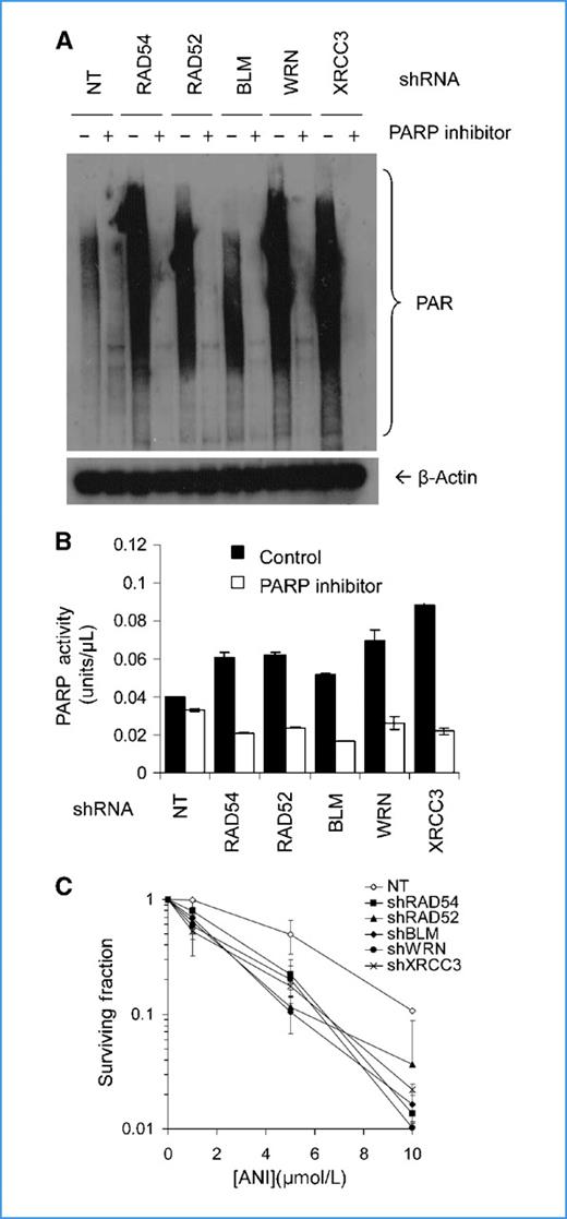 Figure 3. Depletion of HR proteins results in PARP hyperactivity and correlates with survival following treatment with a PARP inhibitor. To test if PARP hyperactivation is related to reduced viability in HR-defective cells, we depleted nonessential HR proteins in U2OS cells. A, Western blot analysis of PAR (top) and β-actin (bottom) in U2OS cells transiently transfected with shRNAs against RAD54, RAD52, BLM, WRN, or XRCC3 for 48 hours either treated or not treated with 100 μmol/L of the PARP inhibitor ANI for 24 hours. B, PARP activity (measured as the amount of ribosylation on histone-coated plates using the Trevigen assay) in the cellular extracts of U2OS cells shRNA-depleted for RAD54, RAD52, BLM, WRN, or XRCC3 in the presence or absence of 100 μmol/L PARP inhibitor ANI. The average and SD from three experiments are shown. C, clonogenic survival fraction of U2OS cells shRNA-depleted for RAD54, RAD52, BLM, WRN, or XRCC3 treated for 10 days with increasing doses of PARP inhibitor ANI. The average and SD from four experiments are shown.