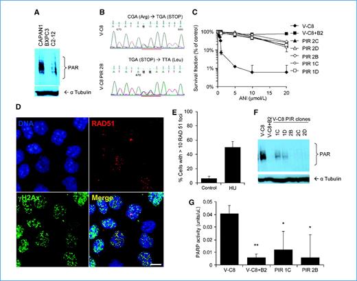 Figure 4. PARP inhibitor and cisplatin-resistant BRCA2-defective cells resume near-normal PARP activity. A, Western blot analysis of PAR (top) and α-tubulin (bottom) in pancreatic cancer cell lines CAPAN1 defective in BRCA2, BXPC3 proficient in BRCA2, and the cisplatin-resistant clone of CAPAN1 (C2-12; 14). B, secondary genetic changes in mutated BRCA2 in PARP inhibitor–resistant V-C8 clone 2B as depicted by BRCA2 sequence analysis of BRCA2-defective V-C8 (top) and PARP inhibitor–resistant V-C8 clone 2B (VC8 PIR 2B; bottom). C, clonogenic survival in BRCA2-defective V-C8, BRCA2-complemented V-C8+B2, and V-C8 PARP inhibitor–resistant clones following treatment with increasing concentrations of the PARP inhibitor ANI. D, immunofluorescence staining for RAD51 and γH2AX foci formation in PARP inhibitor–resistant V-C8 cells following 1 mmol/L hydroxyurea treatment for 24 hours. Scale bar, 10 μm. E, quantification of hydroxyurea-induced RAD51 foci induced in PARP inhibitor–resistant V-C8 cells. F, Western blot analysis of PAR (top) and α-tubulin (bottom) in BRCA2-defective V-C8, BRCA2-complemented V-C8+B2, and PARP inhibitor–resistant V-C8 clones. G, PARP activity in cellular extracts of BRCA2-defective V-C8, BRCA2-complemented V-C8+B2, and PARP inhibitor–resistant V-C8 clones 1C and 2B, measured as the amount of ribosylation on histone-coated plates using the PARP activity assay. The average and SD from at least three experiments are shown. Values marked with asterisks are significantly different from control (*, P < 0.05; **, P < 0.01).