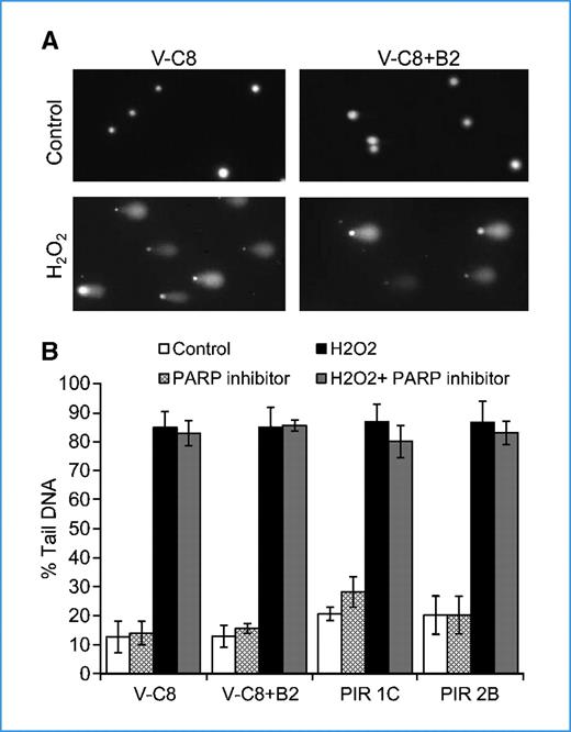 Figure 5. BRCA2-defective cells do not have increased levels of DNA SSBs. Total DNA strand breakage was measured in BRCA2-defective V-C8, BRCA2-complemented V-C8+B2, and PARP inhibitor–resistant V-C8 clones 1C and 2B by alkaline comet assays with untreated cells (control), with cells immediately after treatment with 30 μmol/L H2O2 for 5 minutes on ice (H2O2), and with control and H2O2-treated cells pretreated with 100 μmol/L of the PARP inhibitor ANI for 18 hours. A, distribution of DNA strand breakage in the comet tails of control (top) and H2O2-treated (bottom) V-C8 and V-C8+B2 cells. B, quantification of the total DNA strand breakage as percentage of tail DNA from the comet assay as described above. The percentage of tail DNA from at least 100 cells is quantified in each experiment. The average and SEM from four experiments are shown.