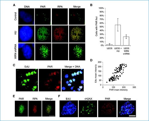 Figure 6. PAR polymers formed in HR-defective cells are not associated with RPA foci. A, immunofluorescence staining for PAR and RPA foci formation in U2OS cells treated or not treated with 0.5 mmol/L of hydroxyurea for 24 hours or shRNA-depleted for WRN. PAR foci formed after hydroxyurea treatment colocalize with RPA foci; however, PAR polymers formed when HR protein WRN is depleted do not colocalize with RPA, suggesting that they are different from PAR foci formed at stalled replication forks. B, quantification of PAR foci in U2OS cells treated or not treated with 0.05 mmol/L of hydroxyurea (HU) for 24 hours or shRNA-depleted for WRN. The average and SD from three experiments are shown. C, immunofluorescence staining for PAR and EdU in V-C8 cells treated with 10 μmol/L of EdU for 30 minutes showing an S-phase dependence of PAR polymer formation. Scale bar, 10 μm. D, correlation between mean intensity of EdU and PAR staining for 100 nuclei (R2 = 0.70). E, immunofluorescence staining for PAR and RPA in V-C8 cells. Scale bar, 10 μm. F, immunofluorescence staining for PAR and γH2AX in V-C8 cells. Scale bar, 5 μm.