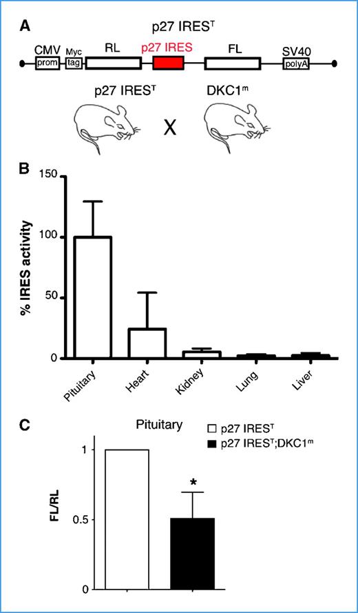 Figure 1. Analysis of p27 IRES-mediated translation using a new bioluminescent mouse model reveals robust translational control in the pituitary, which is reduced in the DKC1m background. A, schematic of the dicistronic transgene used to generate bioluminescent p27 IREST animals. B, analysis of p27 IREST mice. Columns, mean percentage of p27 IRES activity (FLuc values) measured in different organs prepared from three p27 IREST mice and normalized by the mRNA dicistronic expression; bars, SEM. C, p27 IRES-mediated translation is markedly reduced in DKC1m pituitary glands. Levels of p27 IRES-mediated translation were measured in pituitary glands isolated from p27 IREST and p27 IREST;DKC1m mice. Columns, mean ratio of FLuc/RLuc (FL/RL) measured in four pairs of age-matched animals; bars, SEM. Statistical analysis was carried out using Student's t test (*, P < 0.05).