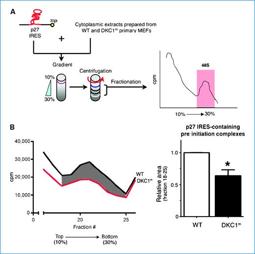 Figure 2. Molecular mechanism of p27 IRES-mediated translation impairment in DKC1m cells. A, schematic of the biochemical approach used to study the 48S complex formation in WT and DKC1m MEFs. A [32P]p27 IRES mRNA probe was incubated with cytoplasmic extracts. Newly assembled 48S complexes were separated by sucrose gradient centrifugation and fractionated according to their density. A peak of radioactivity was generated and coincided with fractions containing the 48S complexes. B, representative of the 48S subunit quantification from total cytoplasmic extracts prepared from serum-starved (0.1% fetal bovine serum) WT and DKC1m cells. Representative profile of a sucrose density gradient reporting the radioactive intensity per fraction in WT (black) and DKC1m (red) extracts, respectively (left). Columns, mean of the area under the curve in WT and DKC1m cell extracts measured in three independent experiments; bars, SEM (right). Statistical analysis was carried out using Student's t test (*, P < 0.05).