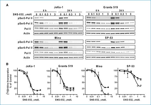 Figure 2. SNS-032 inhibited transcription in the MCL cell lines. A, SNS-032 inhibited phosphorylation of CTD of RNA pol II in MCL cells. MCL cells were incubated with indicated concentrations of SNS-032 for 6 and 24 h. The phosphorylation of RNA pol II at Ser2 and Ser5 sites as well as total pol II protein were studied by immunoblotting. B, SNS-032 inhibited RNA synthesis in the MCL cells, measured by [3H]uridine incorporation at 6 (○) and 24 h (▪) after incubation with a series of concentrations of SNS-032, and presented as percentage of controls from three to six triplicate experiments.