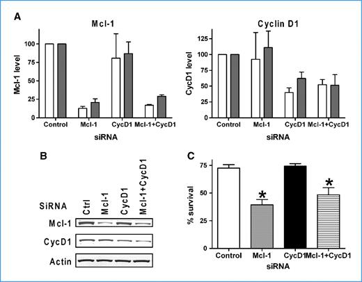Figure 5. Effect of siRNA of Mcl-1 and cyclin D1 in JeKo-1 cells. JeKo-1 cells were transfected with siRNAs of control siRNA (ctrl), Mcl-1, cyclin D1 (CycD1), or the combination of both siRNAs (Mcl-1+CycD1). A, quantitation of Mcl-1 and cyclin D1 protein levels at 24 (white columns) and 48 h (gray columns) after transfection; columns, mean of two independent experiments; bars, SD. B, a representative immunoblot of protein expression at 48 h after transfection. C, transfection of Mcl-1 siRNA significantly reduced JeKo-1 cell survival. Cell viability was measured at 48 h after transfection by Annexin V/PI staining. Columns, mean percentage of live cells after transfection from three independent experiments; bars, SD. *, significantly different from control siRNA transfected group. P = 0.005 for Mcl-1; P = 0.03 for Mcl-1+CycD1.