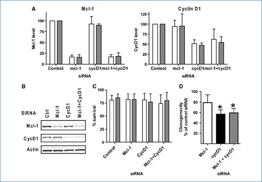 Figure 6. Effect of siRNA of Mcl-1 and cyclin D1 in Granta 519 cells. Granta 519 cells were transfected with siRNAs of control siRNA (ctrl), Mcl-1, cyclin D1 (CycD1), or the combination of both siRNAs (Mcl-1+CycD1). A, quantitation of Mcl-1 and cyclin D1 protein levels at 24 (white columns) and 48 h (gray columns) after transfection; columns, mean of three independent experiments; bars, SD. B, a representative immunoblot of protein expression at 48 h after transfection. C, neither siRNA of Mcl-1 nor cyclin D1 affected the short-term survival of Granta 519 cell. Cell viability was measured at 24 h (white columns) and 48 h (gray columns) after transfection by Annexin V/PI staining. Columns, mean percentage of live cells after transfection from three independent experiments; bars, SD. D, cyclin D1 siRNA significantly reduced clonogenic survival of Granta 519 cells. Six hours after transfection, the cells were seeded onto methylcellulose media for cloning. Data represent percentage of colonies of control siRNA-transfected cells of three independent experiments performed in triplicates. *, significantly different from control siRNA-transfected group. P = 0.006 for CycD1; P = 0.009 for Mcl-1+CycD1.