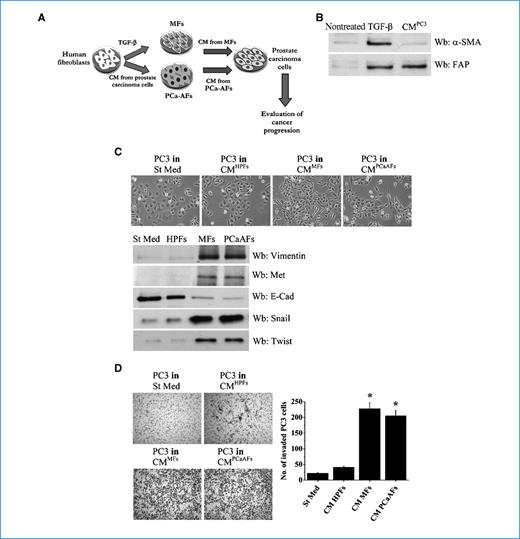 Figure 1. Activated HPFs promote EMT and enhance PC3 invasiveness. A, experimental design. B, HPFs were activated for 24 h with 10 ng/mL TGF-β1 or CMPC3, and serum-starved for 24 h. α-SMA and FAP expression was assessed by immunoblot analysis. C, PC3 cells were incubated for 48 h with CM from HPFs, MFs, and PCa-AFs. Top, photographs. Expression of vimentin, Met, E-Cadherin, Snail, and Twist was analyzed by immunoblotting. D, PC3 invasion for 24 h toward complete growth medium. Photographs are representative of six randomly chosen fields; columns, mean values. *, P < 0.001 versus St Med.