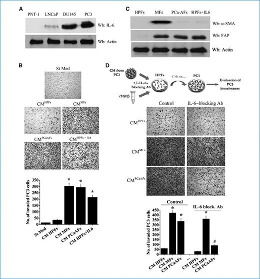 Figure 2. IL-6 is responsible for HPF activation induced by CMPC3. A, IL-6 was evaluated by immunoblotting on CM of PNT-1, LNCaP, DU145, or PC3 cells. B, PC3 cells were incubated with CM from HPFs; HPFs were stimulated with 50 ng/mL IL-6, MFs, and PCa-AFs; and their invasion was evaluated. Photographs and bar graph, representative of six randomly chosen fields. *, P < 0.001 versus St Med. C, subconfluent HPFs were activated for 24 h with 10 ng/mL TGF-β1 (MFs), CMPC3 (PCa-AFs), or 50 ng/mL IL-6. α-SMA and FAP expression was assessed by immunoblotting. D, HPFs were activated for 24 h with 10 ng/mL TGF-β1 (MFs) and CMPC3 (PCa-AFs) in the presence of IL-6–blocking antibodies. Invasion of PC3 cells, treated with the corresponding CM, was analyzed. Photographs and bar graph, representative of six randomly chosen fields. *, P < 0.001 versus St Med. #, P < 0.001 versus control CM PCa-AFs.