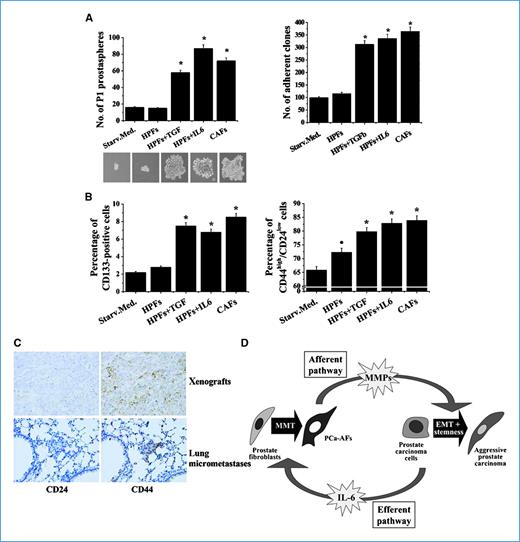 Figure 6. CAFs, PCa-AFs, and MFs induce cancer cell stemness. A, right, PC3 cells were incubated with CM from HPFs, stimulated with 10 ng/mL TGF-β1 or 50 ng/mL IL-6, and CAFs. P1 individual spheres derived from PC3 cells were counted, photographed, and plotted. *, P < 0.001 versus St. Med. Left, PC3 cells treated as above were assayed for clonogenicity in adherent cultures. Separated clones were counted and plotted. *, P < 0.001 versus St. Med. B, PC3 cells treated as in A were analyzed for expression of the cell surface marker FITC-CD133 (left) or FITC-CD44 and PE-CD24 (right) by means of fluorescence-activated cell sorting analysis. The CD133-positive or CD44high/CD24low populations were plotted. *, P < 0.001 versus St. Med. C, paraffin-embedded tissue sections from xenografts and lung micrometastases obtained by PC3/CAFs coinjection in SCID bg/bg-mice were immunostained with CD44 and CD24 antibodies. Representative images are shown (original magnification, ×40). D, reciprocal interplay between stromal fibroblasts and PCa cells through secretion of IL-6 (efferent pathway) and MMP-dependent EMT in PCa cells (afferent pathway).