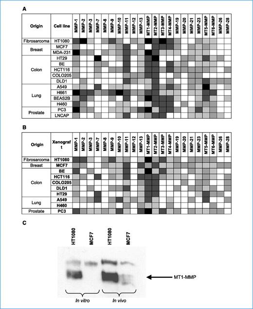 Figure 1. MT-MMPs are elevated in human preclinical tumor models. Expression of MMP mRNA in human cell lines grown in vitro (A) and as xenografts in vivo (B) as measured by quantitative reverse transcription-PCR. Expression values were measured after normalization to 18S-rRNA and are gene-specific. Classification of expression levels was determined from the CT of each gene as either very high (CT ≤ 25), high (CT = 26–30), moderate (CT = 31–35), low (CT = 36–39), or not detected (CT = 40); see key for color scheme. C, immunoblot of MT1-MMP protein expression in HT1080 and MCF7 tumor models. Key for quantitative reverse transcription-PCR expression: □, negative; , low; , moderate; , high; ▪, very high expression.
