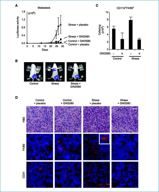 Figure 6. Effect of macrophage inhibition on stress-enhanced metastasis. A, metastasis was quantified using live in vivo imaging in control versus stressed mice treated with the CSF-1 receptor inhibitor GW2580 or placebo. (Control + placebo and control + GW2580 curves are indistinguishable.) B, representative images of mice in control (+ placebo), stress (+ placebo), and stress + GW2580 conditions. C, frequency of CD11b+F4/80+ cells in 66cl4 primary tumors from control versus stressed mice treated with GW2580 or placebo. D, mammary tumor cryosections were stained with H&E to show general morphology or immunostained with anti-F4/80 (red; middle) or anti-CD31 (red; bottom) and nuclear counterstained (blue). Bar, 20 μm. Inset shows representative F4/80 macrophages positive for β2AR (green). P, primary tumor; M, distant metastasis.