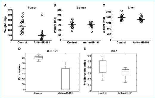 Figure 4. In vivo efficacy of anti–miR-191 in an orthotopic xenograft model. A, tumor mass reduction in orthotopic implanted mice treated with anti–miR-191 is significant compared with mice treated with negative control anti-miR (P = 0.00014) seen on day 40 of the experiment after organ harvesting and weighing. B and C, liver and spleen weight are not changed between the two groups, meaning no obvious toxicity is seen. D, miR-191 expression measured by qRT-PCR in the harvested tumors shows a significant reduction in miR-191 expression (P = 1.7 × 10−7) in the tumor tissue of the treated mice. Expression is calculated as 50 − normalized Ct. E, proliferation index measured by the ratio of Ki67 positively stained cells from total cells is shown to be reduced in tumors taken from anti–miR-191–treated animals (P = 0.026).