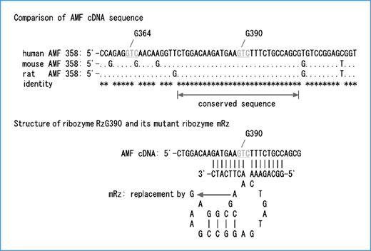 Figure 1. Comparison of AMF cDNA sequences and structure of ribozyme. Identical nucleotides are indicated by asterisks (*), and putative GUC triplets are indicated in gray characters in a partial human cDNA sequence in comparison with mouse and rat. Structure of ribozyme consists of enzymatic core sequence, recognition sites, and restriction enzyme recognition arms. The sequence around G390 is well conserved and selected as a recognition sequence. A mutant ribozyme is also constructed by a single mutation with replacement of adenine (A) by guanine (G) in the enzymatic core sequence to lose catalytic activity.
