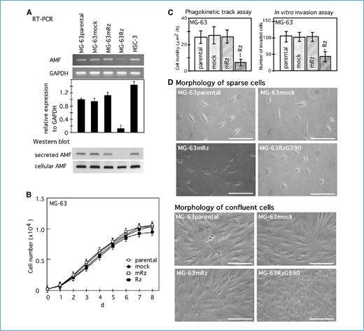 Figure 2. Effect of AMF gene silencing in human osteosarcoma MG-63 cells (Rz) compared with parental, vector only transfected (mock), and mutant ribozyme transfected cells (mRz). A, expression of AMF is evaluated by RT-PCR, and the relative expression to glyceraldehyde-3-phosphate dehydrogenase (GAPDH) is calculated. Extracellular secretion and intracellular expression of AMF are estimated by Western blot. B, cell growth curve obtained by MTT assay. C, phagokinetic track assay and in vitro invasion assay. *, P < 0.05; **, P < 0.01, compared with control cells. D, morphology of MG-63 cells cultured sparsely (top) and densely (bottom). Bar, 20 μm.