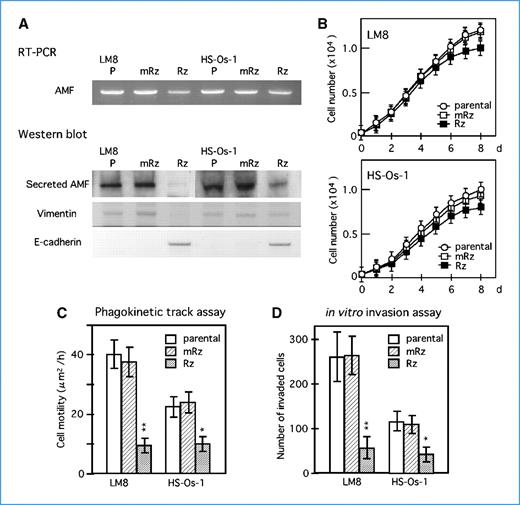 Figure 4. Silencing of AMF in murine osteosarcoma LM8 and human HS-Os-1 cells. RzG390 treated (Rz) cells are compared with parental (P) and mutated ribozyme treated (mRz) cells. A, RT-PCR for expression of AMF and Western blot of secreted AMF and expression of vimentin and E-cadherin. Gene silencing of AMF induces MET in osteosarcoma cells. B, cell growth curve obtained by MTT assay. C, phagokinetic track assay. D, in vitro invasion assay. *, P < 0.05; **, P < 0.01. Silencing of AMF induces LM8 and HS-Os-1 cells to reduce growth, motility, and in vitro invasion.
