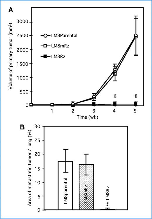 Figure 5. Silencing of AMF/PGI suppresses tumor growth and pulmonary metastasis in nude mice. **, P < 0.01. A, dots represent tumor volume of the primary site measured and calculated every week. Silencing of AMF suppresses tumor growth in nude mice. B, columns represent the occupancy rate by tumor in the lung measured 5 wk after inoculation. Silencing of AMF suppresses pulmonary metastasis in nude mice.