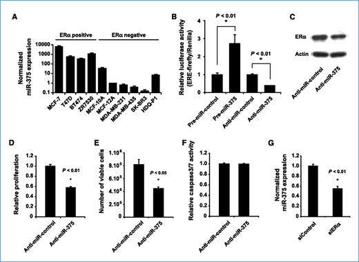 Figure 1. Reciprocal regulation between miR-375 and ERα and the effect of miR-375 on proliferation of MCF-7 cells. A, miR-375 expression in breast cell lines measured by qRT-PCR. The results are presented as mean of three measurements ± SD. B and C, effect of miR-375 modulation on ERα transcriptional activity (B) and protein expression in MCF-7 cells (C). D, proliferation of MCF-7 cells after inhibition of miR-375. Cell proliferation was measured using Cell TiterGlo Luminescent Cell Viability and using a cell viability analyzer (E). F, induction of apoptosis was assayed by Caspase-Glo 3/7 assay. Cell proliferation and apoptosis were measured in five replicates. G, effect of ERα knockdown on the expression of miR-375 in MCF-7 cells measured by qRT-PCR. Values are presented as mean of three measurements ± SD.