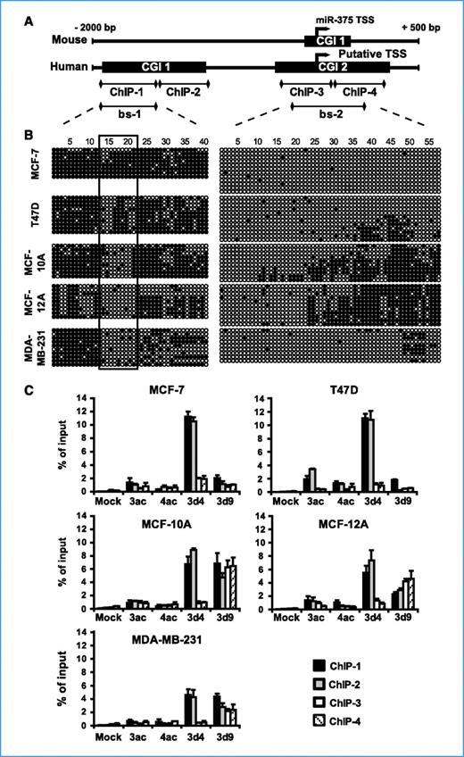 Figure 2. Epigenetic marks determine the transcriptional state of the miR-375 locus. A, comparison of the miR-375 locus in human and mouse. CpG-rich regions (CGI 1 and 2) are shown. Arrows, transcription start site (TSS) of miR-375. The locations of two primer pairs used for bisulfite sequencing (bs-1 and bs-2) and the four primer pairs employed for the ChIP analysis (ChIP-1, ChIP-2, ChIP-3, ChIP-4) are depicted. B, bisulfite sequencing of the CGIs in five breast cell lines. Black and open circles, methylated and unmethylated CpGs, respectively. Quadrangle, region with specific hypermethylation in MCF-7 and T47D cells. C, ChIP analysis of the miR-375 locus in cell lines. Cross-linked chromatin of each cell line was immunoprecipitated with antibodies specific for acetylated histone H3 (3ac), acetylated histone H4 (4ac), dimethylated lysine 4 of histone H3 (3d4), and dimethylated lysine 9 of histone H3 (3d9). Purified DNA was amplified with the four ChIP primer pairs (see A). Results are shown as percentage of the input (normalized against input). Diagrams show the results of three independent experiments ± SD.