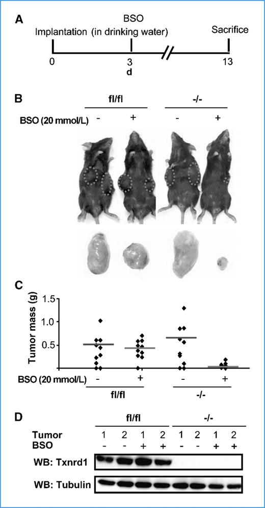 Figure 6. Txnrd1-deficient tumors are highly susceptible to pharmacologic GSH deprivation. A, experimental outline for BSO administration in tumor-bearing mice. Transformed cells (1 × 105) were implanted s.c. in C57BL/6 mice and allowed to settle for 3 d. After 3 d, mice were provided with BSO (20 mmol/L) in drinking water for 10 d. Mice were sacrificed on day 13, and the tumor mass was determined. B and C, Txnrd1−/− tumors were highly susceptible to BSO treatment and showed an 8-fold reduction in tumor mass on BSO treatment (0.06 ± 0.05 g) compared with untreated tumors (0.49 ± 0.43 g). Txnrd1fl/fl tumors were resistant to BSO treatment (0.40 ± 0.20; untreated tumors, 0.38 ± 0.32 g). n = 10 (mean ± SD). D, the absence of Txnrd1 was confirmed by immunblotting using a Txnrd1-specific antibody.