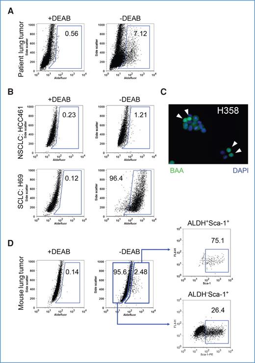 Figure 2. ALDH+ cells detected in lung cancer. A, flow cytometry analysis of lung cancer samples using the Aldefluor assay. Baseline fluorescence was established by inhibiting ALDH activity with DEAB (left) and used to generate a gate that will identify ALDH+ cells in lung cancer cells that have not been incubated with DEAB (right). B, example Aldefluor analysis of an NSCLC cell line, HCC461, and an SCLC cell line, H69. C, ALDH+ cells can be observed by microscopy through accumulation of BAA (green, arrows) with nuclei identified by DAPI (blue). D, Ink4a/ARF−/- Kras–induced mouse lung tumors were analyzed for the presence of ALDH. Gating on the basis of the DEAB control (left) was applied to tumor cells without the ALDH inhibitor (middle), revealing a subpopulation (∼2%) of ALDH+ tumor cells. Cells co-stained with Sca-1 and gated for elevated ALDH were observed to be enriched in Sca-1+ tumor cells compared with ALDH− tumor cells (right).