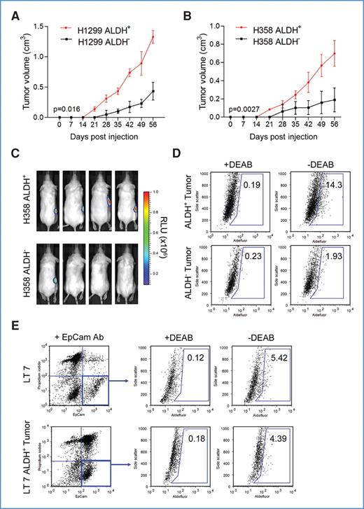 Figure 3. ALDH+ cells are more tumorigenic than ALDH− lung cancer cells. A, tumor growth curves were generated from 106 isolated ALDH+ and ALDH− H1299 cells. B, similarly, sorted H358 cells were injected subcutaneously into NOD/SCID mice and tumor growth was monitored over time (n = 5). C, BLI imaging of NOD/SCID mice injected with 104 sorted ALDH+ and ALDH− H358-luc cells. D, ALDH activity was assayed in tumors derived from ALDH+ and ALDH− cells, with DEAB-treated cells serving as a negative control, revealed ALDH+ cell-derived tumors possessed a greater proportion of ALDH+ cells than ALDH− derived tumors. E, isolated EpCam+ALDH+ cells from LT7 generated xenografts with a similar distribution of ALDH+ cells as the parental patient tumor.