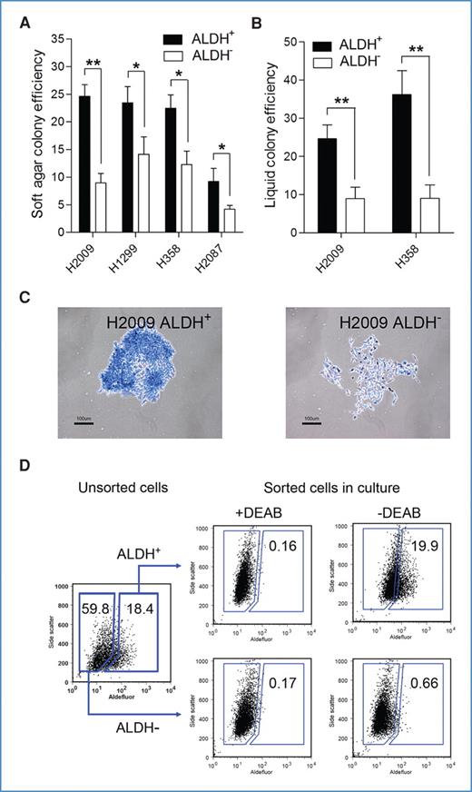 Figure 4. ALDH+ cells are more clonogenic than ALDH− lung cancer cells. A, colonies derived from sorted ALDH+ and ALDH− cells in soft agar were counted after 3 weeks in culture (n = 4; *, P < 0.05; **, P < 0.01). B, colony formation efficiencies of sorted H358 (25 ± 3.6% vs. 9 ± 2.9%) and H1299 (40 ± 3.5 vs. 11 ± 0.6%) cells were determined in liquid culture after 2 weeks of growth in limiting dilutions (n = 6; **, P < 0.01). C, microscopy of ALDH+ and ALDH− cell-derived colonies stained with methylene blue. ALDH+ cells produced dense “holoclone” colonies (left) whereas ALDH− cells generated primarily diffuse “meroclone” colonies (right). D, ALDH+ and ALDH− cells were isolated by FACS from parental H358 cells (left), grown in culture for 2 weeks, and reanalyzed for proportion of ALDH+ cells by flow cytometry.