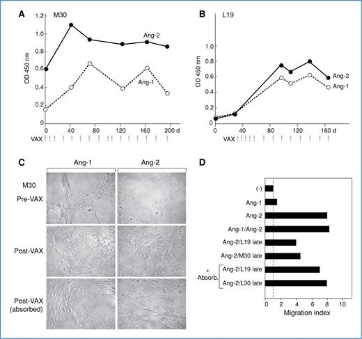 Figure 4. Vaccination stimulated functional antibodies to Ang-1 and Ang-2. A, longitudinal analysis of metastatic melanoma patient M30 (sera 1:100). Day 0 is prevaccination. B. longitudinal analysis of metastatic non–small cell lung carcinoma patient L19. Day 0 is prevaccination. C, postvaccination sera from M30 specifically blocks Ang-1 and Ang-2–induced tube formation. Serum was absorbed against recombinant cytokine as indicated. This experiment was performed twice with similar results. Tube forming scoring (average of 2 replicates): pre-VAX (Ang-1 and Ang-2) 3.5, post-VAX (Ang-1 and Ang-2) 0, post-VAX absorbed (Ang-1 and Ang-2) 1.5. D, postvaccination sera from M30 and L19 specifically block Ang-2–stimulated migration of Tie-2–expressing monocytes. Cell migration in response to cytokine as compared with media is depicted. Serum was absorbed against recombinant cytokine as indicated. Similar results were observed in a second experiment.