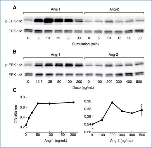 Figure 5. Angiopoetin-1 and -2 trigger ERK phosphorylation. A, HUVECs were treated with 200 ng/mL of Ang-1 or 500 ng/mL of Ang-2 for varying times. Cell lysates were analyzed for phospho-ERK with immunoblotting. B, HUVECs were treated for 10 minutes with varying concentrations of Ang-1 and Ang-2, and then phospho-ERK was assayed with immunoblotting. C, phospho-ERK levels from B were analyzed with an ELISA.