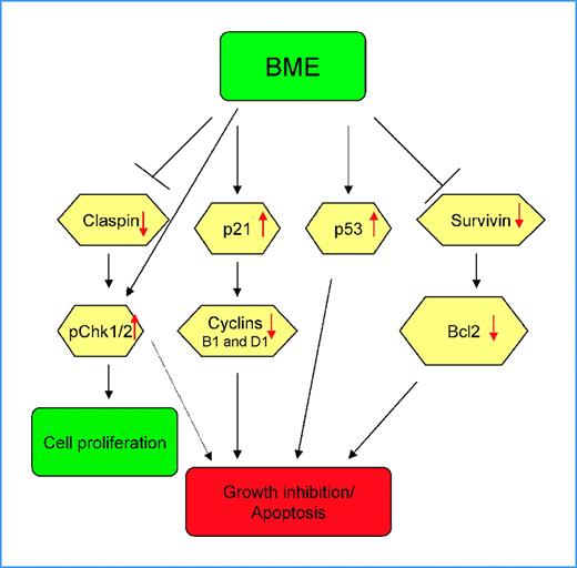 Figure 6. Proposed mechanisms showing BME-mediated cell growth inhibition and apoptosis in breast cancer cells.