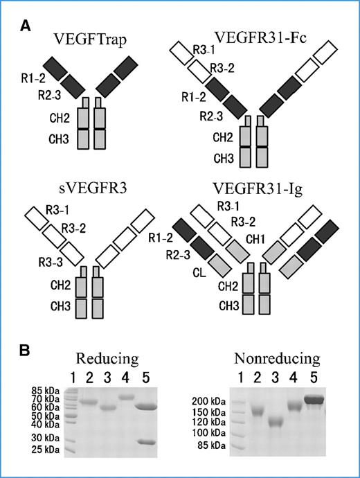 Figure 1. Structure and characterization of the VEGFR fusion proteins. A, schematic representation of the structures of VEGFTrap, VEGFR31-Fc, sVEGFR3, and VEGFR31-Ig. B, SDS-PAGE analysis of purified VEGFR fusion proteins under nonreducing and reducing conditions. Lane 1, molecular weight protein markers; lane 2, sVEGFR3; lane 3, VEGFTrap; lane 4, VEGFR31-Fc; lane 5, VEGFR31-Ig.