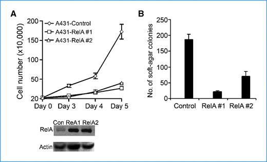 Figure 5. RelA inhibits cell growth and tumorigenesis of A431SCC cells. A, cell growth analysis. The graph shows the average growth rates of two representative colonies of A431 cells transfected to express RelA along with that of control cells. RelA expression was confirmed by immunoblotting, as shown below the graph. B, soft-agar colony assay of A431 cells transfected as above. Columns, average number of colonies from triplicate experiments; bars, SD.