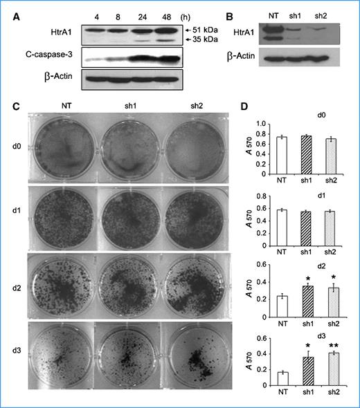 Figure 1. Loss of HtrA1 attenuates anoikis. A, upregulated expression of HtrA1 induced by loss of attachment. SKOV3 cells were cultured in suspension for indicated time points. Immunoblot was performed with antibodies against HtrA1, cleaved caspase-3 (C-caspase-3), or β-actin. B, knockdown of HtrA1 in SKOV3 cells with HtrA1 shRNAs (sh1 and sh2). C and D, downregulated HtrA1 leads to increased cell survival of suspended cells. SKOV3 clonal cells (1 × 106; NT, sh1, and sh2) were grown in suspension for 0 to 3 d and subsequently transferred into six-well adhesive plates followed by Coomassie staining (C) or MTT assay (D). Columns, mean of three separate experiments; bars, SD. *, P < 0.05; **, P < 0.01.