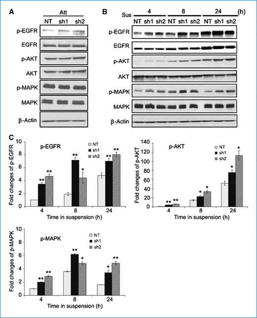 Figure 2. Downregulation of HtrA1 leads to increased activity of EGFR pathway. A, mild increase of EGFR activation in HtrA1 knockdown cells under attachment condition (Att). B and C, significantly enhanced activation of EGFR pathway in HtrA1 knockdown cells during suspension culture. SKOV3 clonal cells (1 × 106; NT, sh1, and sh2) were grown in suspension (Sus) for the indicated hours. Levels of indicated signals were determined by Western blot analysis (B), and densitometry analysis of p-EGFR, p-AKT, and p-MAPK levels was performed (C). Expression values of phosphorylated signals were normalized with corresponding total expression and indicated as fold change over the controls (SKOV3 with stable transfection of NT shRNA). Columns, mean of three separate experiments; bars, SD. *, P < 0.05; **, P < 0.01.