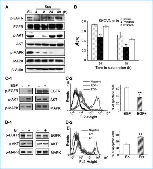 Figure 3. EGFR/AKT pathway plays a crucial role in cell survival during suspension. A, changes of EGFR signaling before and after cell detachment. SKOV3 cells (1 × 106) were cultured under attachment or suspension condition for the indicated time points. Levels of indicated signals were determined. B, inhibition of AKT pathway leads to decreased cell survival in suspended cells. Suspended SKOV3 cells (1 × 106) were treated with DMSO, LY294002 (20 μmol/L), or PD98059 (20 μmol/L) separately for indicated time points. Cell survival was assessed by MTT assay. C and D, effects of EGF and erlotinib on cell survival during suspension culture. SKOV3 cells were cultured in serum-free medium with or without 20 ng/mL EGF (C-1 and C-2) or in regular medium with or without 5 μmol/L erlotinib (D-1 and D-2) for 24 h, respectively. Levels of indicated signals were determined by Western blot analysis (C-1 and D-1). Cell apoptosis was quantified by flow cytometry according to positive PI staining (C-2 and D-2). Black peaks, cells without adding PI solution served as negative control; light gray peaks, cells under treatment with EGF or erlotinib (Er); dark gray peaks, cells without any treatment. Bar graph shows the percentages of apoptotic cells. Columns, mean of three separate experiments; bars, SD. *, P < 0.05; **, P < 0.01.