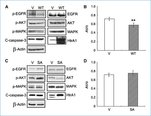 Figure 4. HtrA1 protease activity is required for promoting anoikis and inhibiting EGFR signaling. A and B, effects of forced expression of HtrA1 on anoikis. SKOV3 cells transiently transfected with vector (V) or WT HtrA1 were cultured in forced suspension for 24 h. The activities of indicated signals were examined by Western blot analysis (A) and cell survival was determined by MTT assay (B). C and D, effects of SA mutant HtrA1 on anoikis. SKOV3 cells were transiently transfected with empty vector or SA mutant HtrA1 and cultured in forced suspension for 24 h, followed by immunoblot with indicated antibodies (C) or MTT assay (D). Columns, mean of three independent trials performed in triplicate; bars, SD. *, P < 0.05; **, P < 0.01.