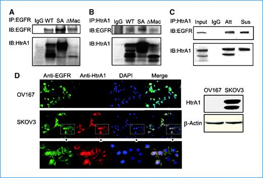 Figure 5. HtrA1 interacts with EGFR. A and B, exogenous HtrA1 and EGFR associate with each other. Plasmids encoding WT HtrA1, SA mutant HtrA1, or ΔMac25 HtrA1 were cotransfected with EGFR separately into HEK293T cells. After 24 h, immunoprecipitation was performed with mouse anti-EGFR antibody (A) or rabbit anti-HtrA1 antibody (B). Normal IgG was used as the negative control. C, endogenous HtrA1 associates with endogenous EGFR. SKOV3 cells were cultured under attachment or suspension condition for 8 h, followed by immunoprecipitation with rabbit anti-HtrA1 antibody. D, immunolocalization of HtrA1 and EGFR. SKOV3 cells were fixed with 4% paraformaldehyde and stained for the expression of EGFR (green) and HtrA1 (red). Nuclei were counterstained with 4′,6-diamidino-2-phenylindole (DAPI; blue). OV167 cells, which do not express HtrA1, served as negative controls. HtrA1 colocalizes with EGFR on the cell membrane in SKOV3 cells (see merged images). The bottom panel shows magnification of regions in dashed square from the middle panel. Right, expression levels of HtrA1 in OV167 and SKOV3 cells.