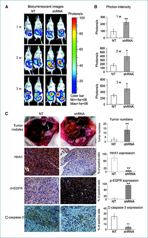 Figure 6. Downregulation of HtrA1 promotes peritoneal dissemination of ovarian cancer cells. A, bioluminescent images in mice. SKOV3ip-luc cells (2.5 × 106) with NT or HtrA1 shRNA were injected i.p. into the NOD-SCID mice. Abdominal colonization was measured using bioluminescence at 1, 2, and 3 wks after injection. B, bar graph showing photon intensity. C, pathologic characteristics of dissemination in HtrA1 knockdown xenografts. Significantly higher numbers of tumor nodules were observed in mice from shRNA group compared with those from NT group as indicated by white arrows. Bar graph shows the average number of tumor nodules per mouse. Expression of HtrA1, p-EGFR, and cleaved caspase-3 in tumor sections was analyzed with immunohistochemistry. Magnification, ×200. Schematic representation shows the quantified expression level of HtrA1 and p-EGFR. Columns, mean; bars, SD. *, P < 0.05; **, P < 0.01.