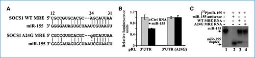 Figure 3. The 24A→G mutation abolishes socs1 regulation by miR-155. A, identification of the A24G mutation in socs1 3′UTR in a breast tumor. B, A24G abolished miR-155 regulation, as assessed by a luciferase reporter assay. The reporter pRL-3′UTR (A24G) was created by site-directed mutagenesis, and the reporter pRL-3′UTR (WT) containing a wild-type 3′UTR served as a control in the reporter assay. C, A24G impaired miR-155 binding. 32P-labeled miR-155 RNA was annealed to equal amount of RNAs of miR-155 antisense (lane 2), WT SOCS1 MRE (lane 3), and A24G SOCS1 MRE (lane 4).
