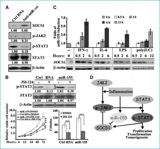 Figure 6. miR-155 may act as a bridge between inflammation and cancer. A, knockdown of mir-155 reduced the phosphorylated forms of JAK2/STAT3 in MDA-MB-231 cells. Western blot analysis was performed 72 h after transfection. B, the STAT3 inhibitor JSI-124 reversed miR-155–promoting STAT3 activation and cell growth. Assays of Western blot, cell proliferation, and anchorage-independent growth performed after miR-155 mimic–transfected or control RNA–transfected MDA-MB-231 were treated with 10 μmol/L JSI-124 for 24 h. C, effects of inflammatory stimulation on mir-155 and socs1 expression. After MCF-7 cells were treated with IFN-γ, IL-6, LPS, and poly(I:C) at the indicated time points, mir-155 and socs1 expression was examined by qRT-PCR and Western blot assays, respectively. D, model of miR-155 as a bridge between inflammation and tumorigenesis. **, P < 0.01; ***, P < 0.001.