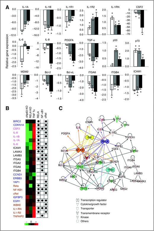 Figure 1. Knockdown of ΔNp63 regulates a broad gene expression program that overlaps with the NF-κB transcriptome and network. A, relative fold-change in mRNA expression after ΔNp63 siRNA transfection of UM-SCC1 for 24, 48, or 72 hours (white, gray, or black bars); *, P < 0.05 versus control siRNA. B, heat map for up- (red) or downregulated (green) mRNA expression after ΔNp63, RelA siRNA, or TNF-α treatment. Dots indicate predicted RelA, NF-κB1, and cRel binding sites in the proximal promoter regions (−500 bp ≈ +100 bp of transcription start site). Gene categories are as follows: blue, growth and apoptosis; pink, cytokines; black, adhesion; brown, NF-κB. C, IPA illustrates important functional networks between ΔNp63-modulated genes and RelA, cRel, or NF-κβ1.