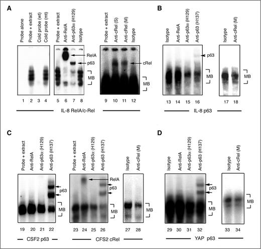 Figure 3. Coordinate binding of p63, cRel, and/or RelA protein complexes to p63 and NF-κB regulatory elements. EMSA using nuclear extract from UM-SCC1 treated with TNF-α, incubated with 32P-labeled oligonucleotide probes for known IL-8 promoter RelA/cRel (−83 bp, lanes 1–12; A) and predicted p63 (−1,425 bp, lanes 13–18; B) sites; CSF2 promoter p63 (+845 bp, lanes 19–22; C) or cRel (+702 bp, lanes 23–28) sites; and a YAP promoter p63 site (−2,324 bp, lanes 29–34; D). Experimental conditions include labeled probe alone; labeled probes plus nuclear extracts; labeled probe and nuclear extract plus 50-fold excess unlabeled wild-type (wt) or mutant (mt) competitor DNA; anti-RelA, anti-p63 (H129 or H137), anti-cRel (S, Santa Cruz; M, Millipore), or isotype control antibodies.