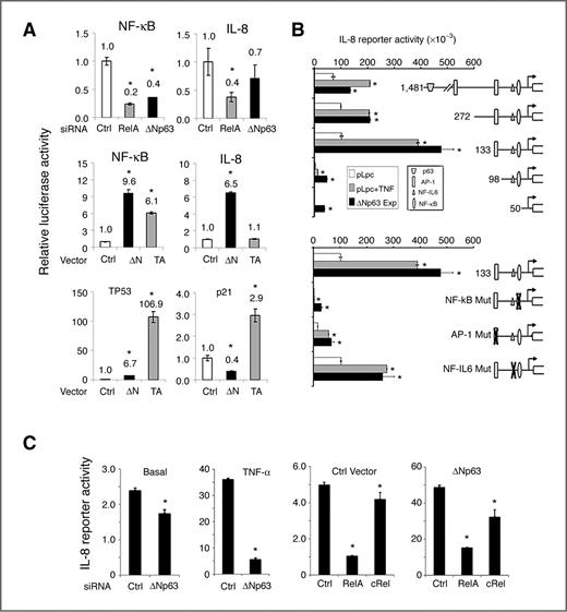 Figure 4. ΔNp63 and TNF-α modulate NF-κB, IL-8, TP53, and p21 reporter activities. A, relative NF-κB–specific, NF-κB–dependent IL-8 (−133 bp), TP53-specific, and TP53-dependent p21Cip1 luciferase reporter activities 48 hours after transfection of UM-SCC1, with Ctrl, RelA, or ΔNp63 siRNAs, or overexpression of Ctrl, ΔNp63α, or TAp63α vectors, as indicated. Normalized with β-Gal. *, P < 0.05 versus Ctrl. B, relative IL-8 luciferase reporter activity for serially deleted or binding site-specific point mutant promoter constructs, which include p63, NF-κB, AP-1, and NF-IL6 binding sites. UM-SCC1 cells were transfected with indicated reporter constructs plus Ctrl (pLpc), TNF-α (20 ng/mL), or ΔNp63α expression vectors. Mean ± SD of reporter activities of 6 replicates, adjusted for cell density by WST-1 48 hours after transfection. *, P < 0.05 versus baseline. C, IL-8 promoter (−133 bp) reporter activity. Left, basal (without) or with TNF-α for 24 hours preceded by Ctrl or ΔNp63 siRNA for 46 hours. Right, cotransfected with Ctrl or ΔNp63 expression vector, and Ctrl, RelA, or cRels siRNAs for 70 hours. Mean ± SD for 4 replicates, after normalization for cell density by WST-1. *P < 0.05 versus Ctrl.