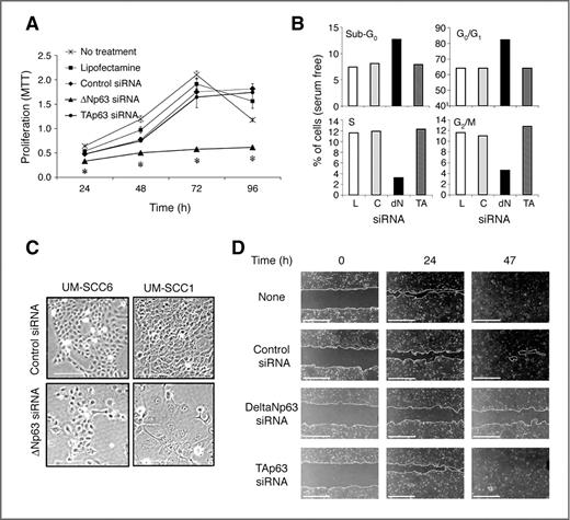 Figure 5. ΔNp63 regulates HNSCC proliferation, cell cycle, differentiation, and migration. UM-SCC1 cells were transfected with Lipofectamine (L), control (C), ΔNp63, or TAp63 siRNA as indicated. A, cell proliferation measured by MTT assay. *, P < 0.05 versus control. B, DNA cell-cycle distribution (G0/G1–S–G2/M) at 48 hours and DNA fragmentation (sub-G0) measured at 72 hours by flow cytometry. C, photomicrographs of cell morphology after 96 hours (×100; scale bar, 100 μm). D, wound assay, UM-SCC1 monolayers were scratched 24 hours after indicated transfections, and wound closure was photographed and measured at indicated time points (×40; scale bar, 1,000 μm).