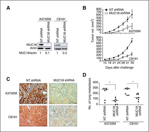 Figure 1. Effect of MUC18 silencing on tumor growth and metastasis of human melanoma cells in nude mice. A, Western blot of MUC18 expression in A375SM and C8161 after stable transduction with MUC18 shRNA or a NT control vector, showing 90% and 80% reduction in MUC18 expression in A375SM and C8161, respectively. Data shown are representative of 3 independent experiments. B, MUC18 silencing resulted in a significant decrease in tumor growth. C, immunohistochemical staining showed downregulation of MUC18 expression in MUC18-silenced tumors 35 days after injections with MUC18-shRNA as compared with NT shRNA–transduced A375SM or C8161 cells. Images are shown at ×20 magnification. D, inhibition of experimental lung metastasis following MUC18 silencing in A375SM and C8161 (*, P < 0.05; **, P < 0.001).