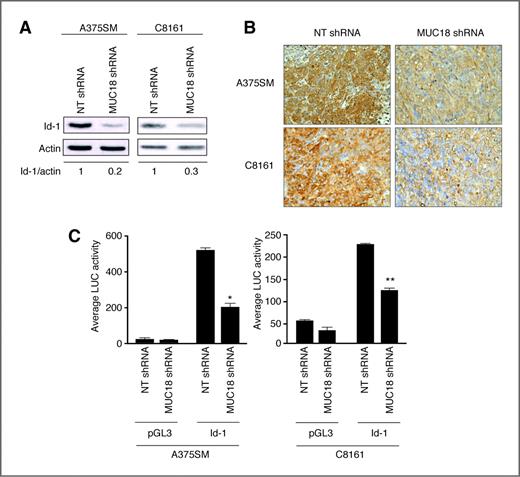 Figure 3. Regulation of Id-1 expression after MUC18 silencing. A, Western blot of Id-1 expression after MUC18 silencing in A375SM and C8161 shows decreased Id-1 expression by 80% and 70%, respectively. Data are representative of 3 independent experiments. B, immunohistochemical staining for Id-1 showing downregulation of Id-1 expression in MUC18-silenced tumors 35 days after injection of mice with MUC18-shRNA, as compared with NT shRNA–transduced A375SM or C8161 cells. Images are shown at ×20 magnification. C, MUC18 silencing significantly decreases Id-1 luciferase-driven promoter activity in A375SM and C8161 (*, P < 0.01; **, P < 0.001). Data are representative of 3 independent experiments. Lysates were analyzed in triplicate for luciferase activity and expressed as mean ± SEM.