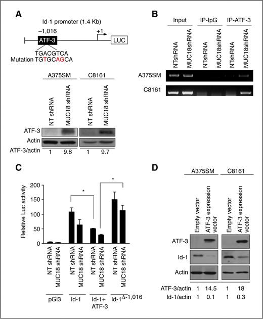 Figure 4. MUC18 regulates Id-1 expression at the transcriptional level in metastatic melanoma cells. A (top), schematic of Id-1 promoter shows an ATF-3 binding site located –1,016 bp from the transcription start site. Bottom, Western blot of ATF-3 expression in MUC18-silenced A375SM and C8161 cells showing increased expression of ATF-3 by 9.8- and 9.7-fold in A375SM and C8161, respectively. B, ChIP shows increased binding of ATF-3 to the Id-1 promoter in MUC18-silenced cell lines (A375SM and C8161). C, Id-1 promoter activity in NT-transduced cells is significantly decreased after transfection with an ATF-3 expression vector (*, P < 0.05). Mutation at the ATF-3 binding site in the Id-1 promoter (Δ−1,016) significantly increased Id-1 promoter activity in MUC18-silenced cells (*, P < 0.05). Data are representative of 3 independent experiments. Lysates were analyzed in triplicate for luciferase activity and expressed as mean ± SEM. D, Western blot depicting decreased expression of endogenous Id-1 protein by 90% and 70% in A75SM and C8161, respectively, after ATF-3 overexpression. The data shown in A, B, and D correspond to a representative experiment of the 3 that were done.
