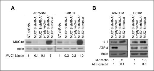 Figure 5. Rescue of MUC18 expression in MUC18-silenced cells reverts the expression of Id-1 and ATF-3. A, MUC18-silenced cells were stably transduced with a nontargetable MUC18 expression vector or empty vector control. MUC18 expression was restored by using the rescue vector in both cell lines. B, rescue of MUC18 expression in MUC18-silenced cells resulted in increased Id-1 and decreased ATF-3 expression compared with control, in both cell lines. Data are representative of 3 independent experiments.
