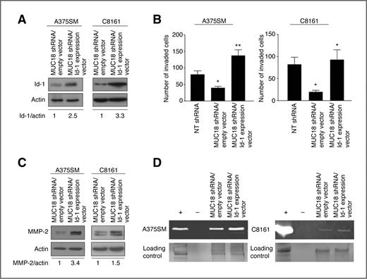 Figure 6. Rescue of Id-1 expression in MUC18-silenced cells restores the invasive phenotype. A, Id-1 expression was restored by stable transduction with Id-1 expression vector or empty vector control in MUC18-silenced cells. B, Matrigel invasion assay shows that Id-1 overexpression in MUC18-silenced A375SM and C8161 cells rescues their invasive capacity (*, P < 0.005; **, P < 0.001). Data are expressed as mean ± SEM of 3 independent experiments. C, Western blot shows increased MMP-2 expression after Id-1 rescue in MUC18-silenced cells. D, zymography assay shows increased MMP-2 activity following rescue of Id-1 in MUC18-silenced cells. Control of zymography gel shows equal loading of samples as indicated by silver staining. The data shown in A, C, and D correspond to a representative experiment of the 3 that were done.