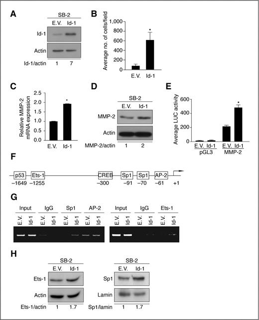 Figure 7. Regulation of MMP-2 expression by Id-1. A, expression of Id-1 in SB-2 cells stably transduced with Id-1 expression vector. B, Matrigel invasion assay shows increased SB-2 cell invasion after overexpression of Id-1 (*, P < 0.01). Data are expressed as mean ± SEM of 3 independent experiments. C, quantitative real-time PCR shows increased MMP-2 mRNA expression after Id-1 overexpression in SB-2 cells, as compared with control cells (*, P < 0.001). Expression values are illustrated as fold change of mean values ± SEM of 3 independent experiments in each cell line, relative to the NT-shRNA cells, after normalization with 18s RNA. D, Western blot analysis shows that overexpression of Id-1 in SB-2 cells resulted in increased MMP-2 expression. E, MMP-2 luciferase-driven promoter activity is increased by 2.2-fold in Id-1 overexpressing SB-2 cells, compared with control cells (*, P < 0.001). Data are representative of 3 independent experiments. Lysates were analyzed in triplicate for luciferase activity and expressed as mean ± SEM. F, Schematic of transcription factors binding sites on the MMP-2 promoter. G, ChIP analyses were carried out using Sp1, AP-2, and Ets-1 antibodies. Id-1 overexpression in SB-2 cells increased Sp1 and Ets-1 binding to the MMP-2 promoter as compared with control cells. No differences were observed in AP-2 binding to the MMP-2 promoter. H, Western blot shows that Id-1 overexpression in SB-2 cells results in increased Ets-1 and Sp1 protein expression. The data shown in A, C, G, and H correspond to a representative experiment of 3 that were done.
