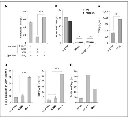 Figure 4. A, the suppressive activity of tBregs requires cell contact, as they cannot suppress proliferation of T cells if the cells are physically separated (placed in the upper and lower chambers of trans-well plate, respectively). Controls were B-BAFF and T cells activated with anti-CD3/CD28 Abs (αCD3). B, despite high levels of B7-H1 (Fig. 3B), both wild-type (WT) tBregs (gray bars) and B7-H1 deficient tBregs (black bars) can suppress T cells regardless of the presence of exogenously added IL-2 (tBregs + IL-2); ns, not significant. C, tBregs secrete high levels of TGF-β1 (pg/mL), as tested by ELISA assay after 2 days of incubation as in Fig. 1C. D, tBregs promote Treg conversion in vitro when cocultured with purified non-Treg CD4+ T cells for 5 days in the presence of anti-CD3/CD28 Abs and 500 U/mL IL-2. y-axis shows mean fluorescence intensity (MFI, left) and percentage (right) of FoxP3+ within CD4+ T cells. E, purified and CFSE-labeled Tregs (CD25+CD4+) were stimulated with anti-CD3/CD28 Abs and IL-2 (500 U/mL) in the presence of tBregs or control B cells. y-axis shows percentage of proliferated (CFSE diluted) cells ± SEM of triplicate experiments. The experiments were reproduced at least 3 times.